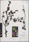 Foto von Salix myrsinifolia Salisb.